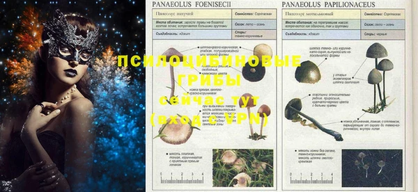 PSILOCYBIN Арсеньев